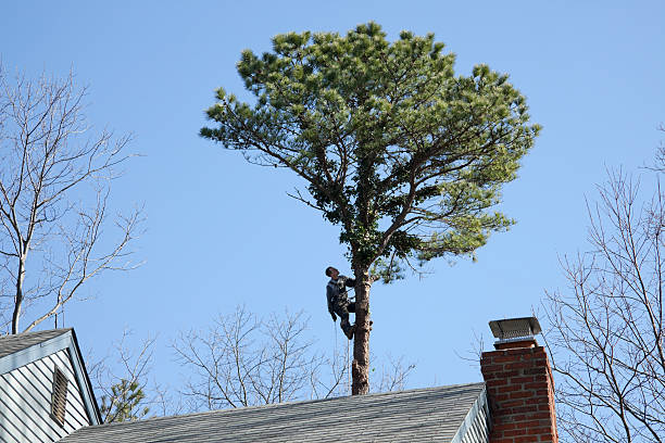 Reliable Havre De Grace, MD Tree Care Solutions